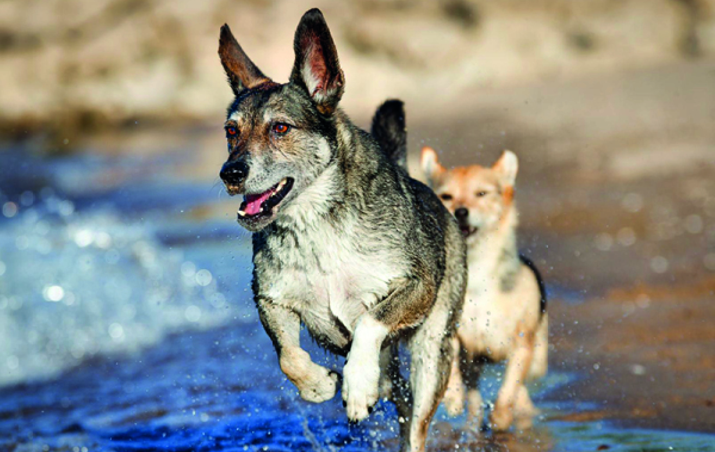 Hunde der Hundepension in Dormagen Zons