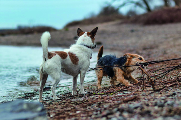 Hunde der Hundepension in Dormagen Zons