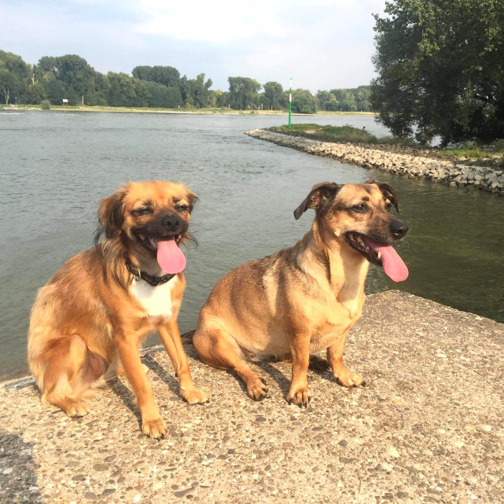 Hundespaziergang am Rhein mit Karin von Schwanis Hundepension in Dormagen Zons
