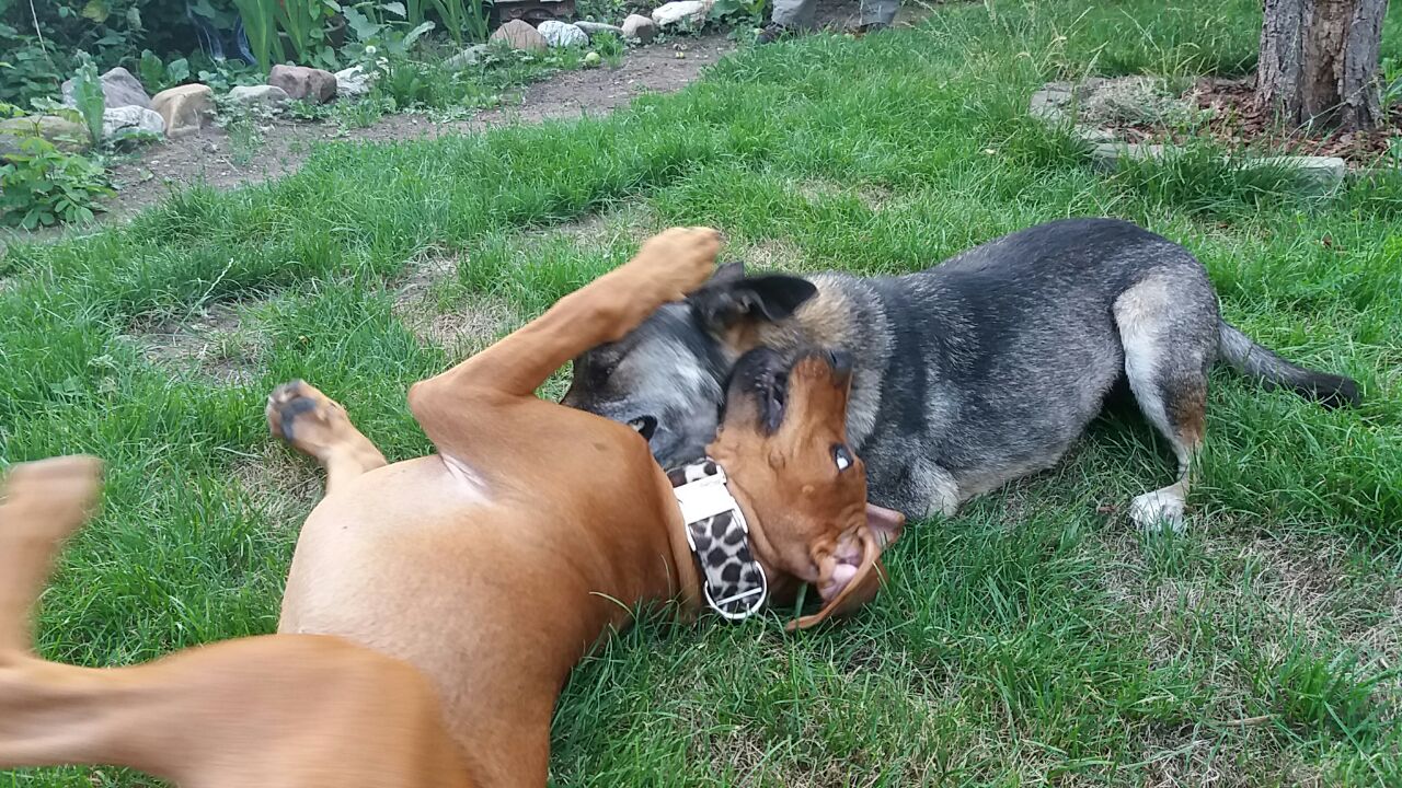 Hunde spielen in Schwanis Hundepension in Dormagen