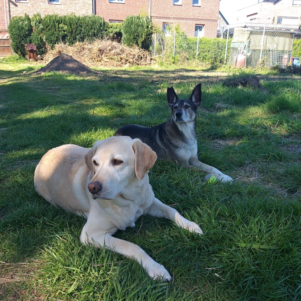 Auslauf im Garten von Schwanis Hundepension in Dormagen Zons