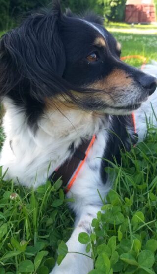 Pepe in Schwanis Hundepension in Dormagen Zons