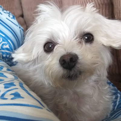 Freddy-in-Schwanis-Hundepension-Zons