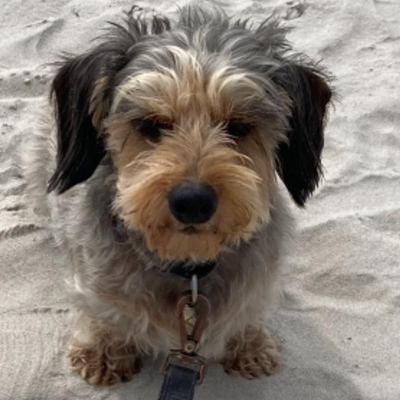 Lotta-in-Schwanis-Hundepension-Zons5