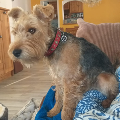 Loulou-in-Schwanis-Hundepension-Zons