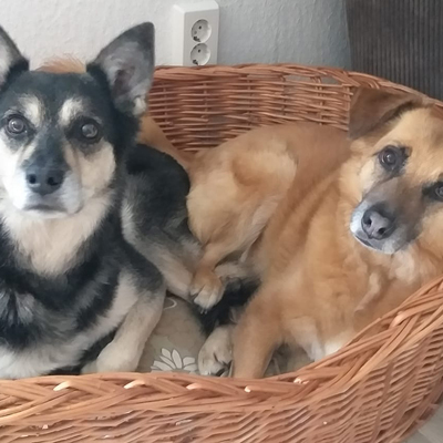 Mischlinge-in-Schwanis-Hundepension-Zons4
