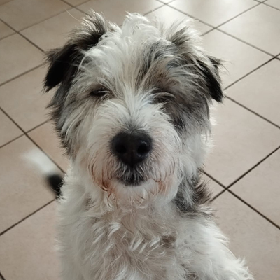 Hund Frieda schaut neugierig in die Kamera