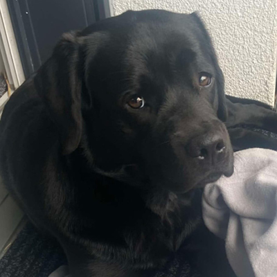 schwarzer Hund liegt auf seiner Decke und schaut treu in die Kamera