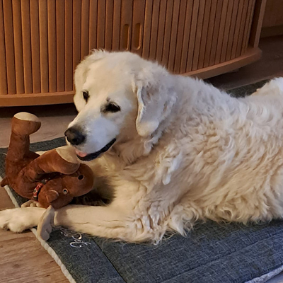 beiger Hund Leila liegt auf seiner Hundedecke