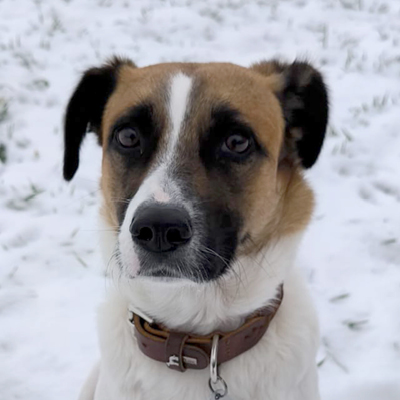 hellbraun, schwarz, weißer Mischlingshund Pueppi von Familie Hanf schaut in die Kamera
