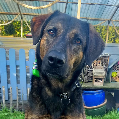 braun schwarz gecheckter Hund Ria schaut mit schrägem Blick in die Kamera