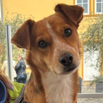 hellbraun-weißer Hund Saba von Frau Sättele schaut in die Kamera