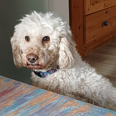 NaNu_Schwanis-Hundepenion-Dormagen-Zons